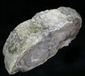 Unpolished Petrified Wood Limb - Blue Forest #28961-1